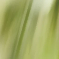 SISLEY PARIS L'Eau Revee D'Alma|L'Eau Revee D'Isa|L'Eau Rêvée d'Alma 50ml